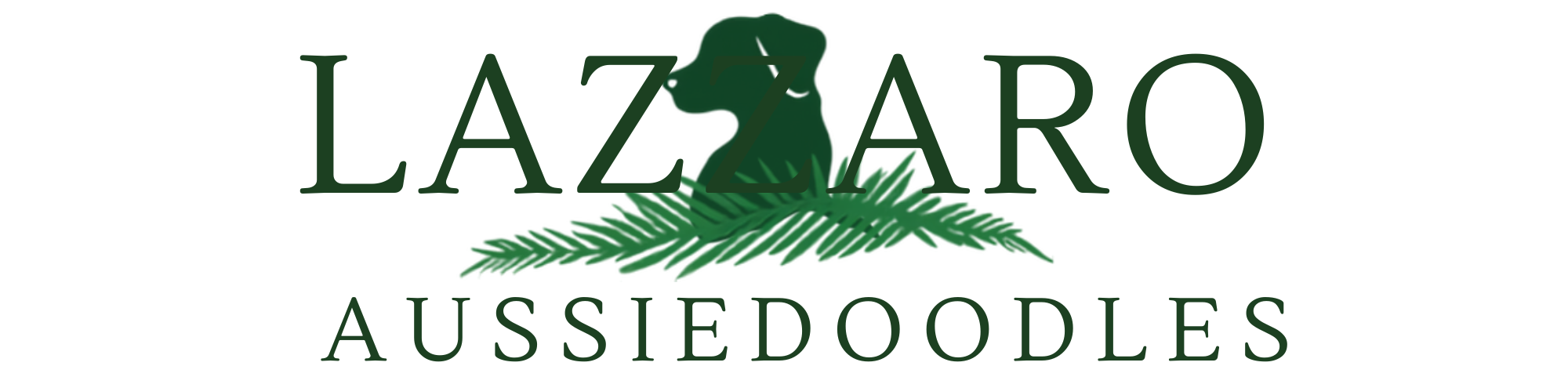 Lazzaro Aussiedoodles